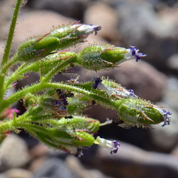 Aliciella latifolia, Broad-leaf Gily-flower